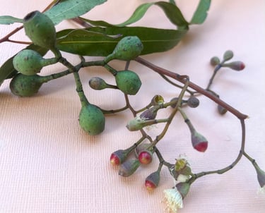 Australian gum tree leaves, fruit and flower buds on a warm pink colour background.