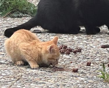 Bubu de Isla Nubla