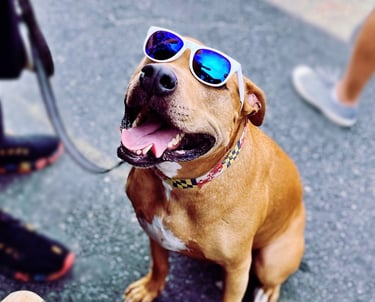a dog wearing sunglasses on a leash maryland themed collar