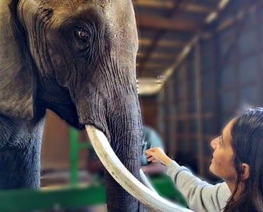 a woman is petting a large elephant