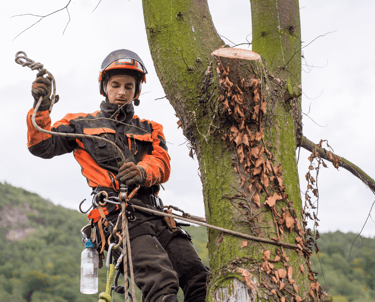 Large Tree Removal