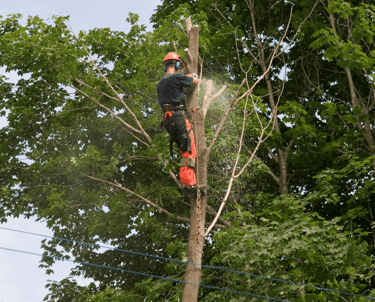 Tree Trimming