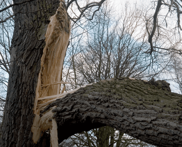 Emergency Tree Service