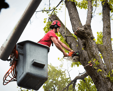 Tree Trimming
