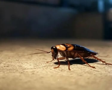 cafard dans la cuisine la nuit