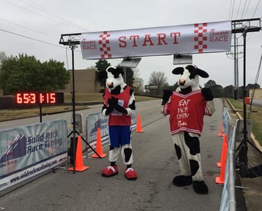 a picture of the Chick Fil A cows at the starting line of the North Alabama Chick Fil A Race Series