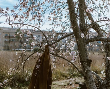 Si fas anys a l'hivern-primavera, veuràs l'ametller així
