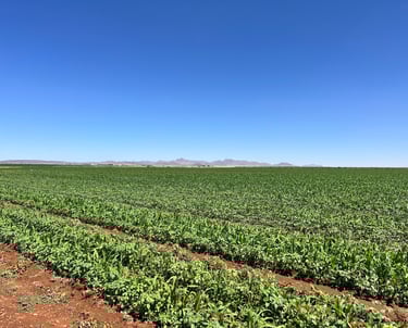 Centro de innovación agropecuaria