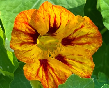 All parts of nasturtiums are edible. The flowers are sweet and the leaves, flowers and seeds all have a spicy flavour.