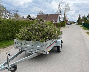 Tujų šakos išvežamos utilizuoti po gyvatvorės genėjimo