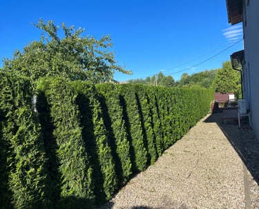 Apgenėta koloninių tujų gyvatvorė