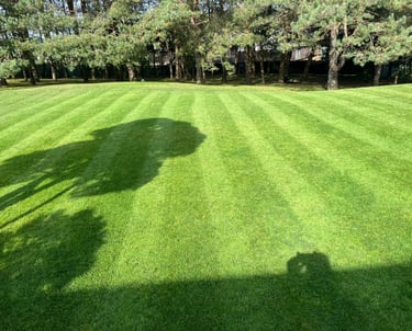 Vejos būklė po skarifikavimo – tankesnė ir sveikesnė veja