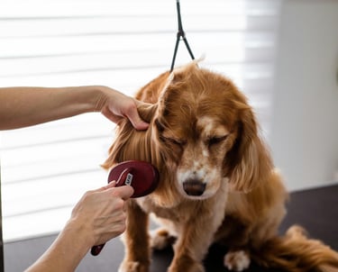 dog sitting, vétérinaire, toiletteur, dog walking
