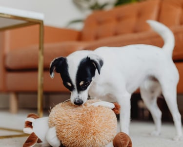 Dog sitting, livraison jouets, croquettes, dog walking