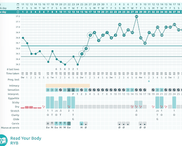 My pregnancy chart