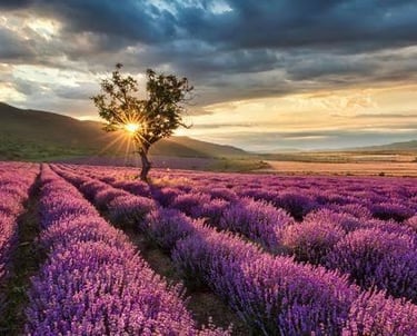 Lavanda