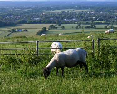 Sussex countryside