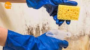 Mold Removal Ottawa