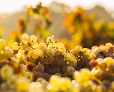 organic wine grape vineyard
