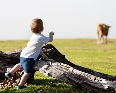 Toddler crouched, mist and a cow in background, outdoor field, nature and curiosity in Fanal.