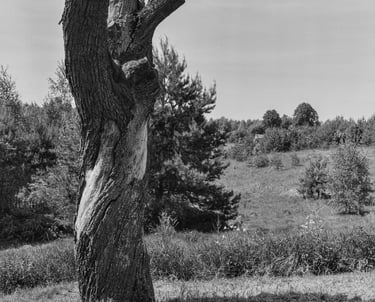 A monochrome image of a solitary tree standing in an open field
