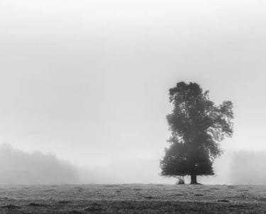 A solitary tree stands amidst the mist in a captivating black and white photograph