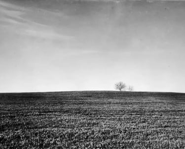 A black and white image of a solitary tree in a vast, open field
