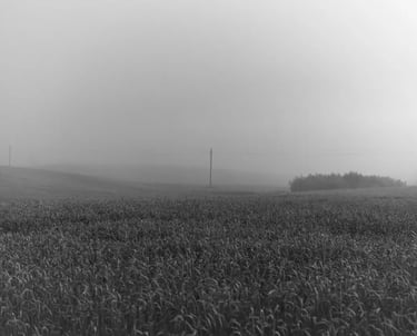 A misty field captured in a black and white photograph