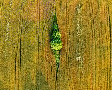 Aerial view of a tree in a field captured by a drone