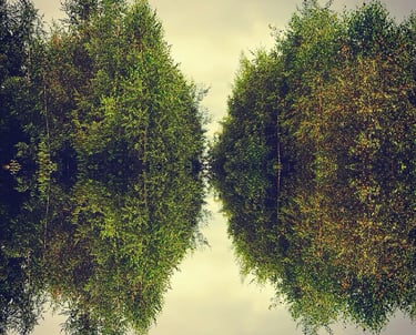 A serene forest with tall trees mirrored in calm water