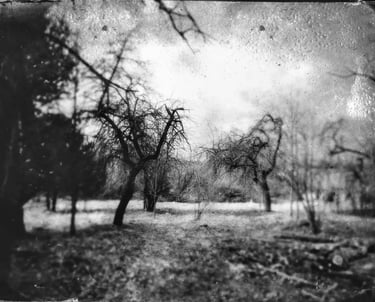 A tintype filter adds a vintage touch to this garden