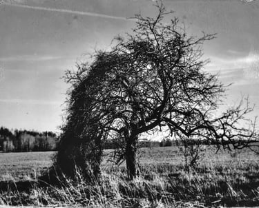 Vintage landscape photo of a tree in a field, with a tintype filter