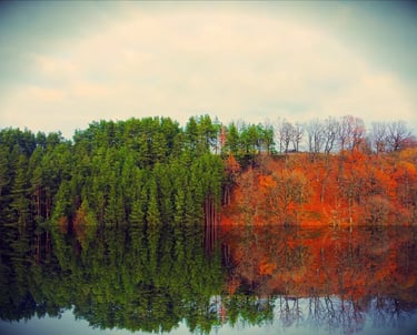A serene lake surrounded by lush trees
