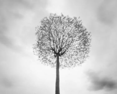 A black and white photograph of a tree standing alone