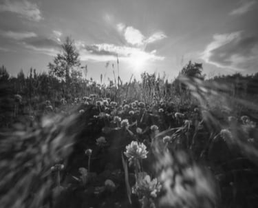 Black and white photo of flowers in the grass