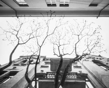 Building backdrop for striking tree