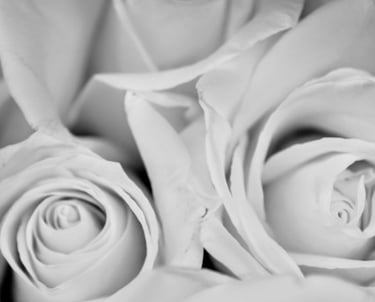 black and white zoomed picture of white roses