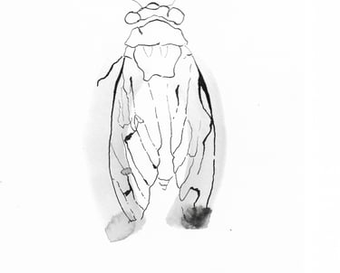 dessin à l'encre cigale Sète