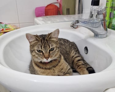 Gatto nel lavandino del bagno