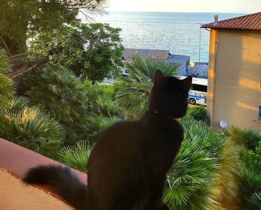 gatto nella terrazza vista mare