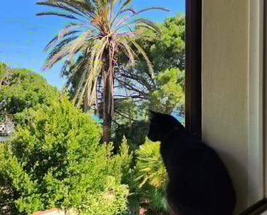 gatto sulla finestra dell'appartamento