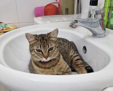 Gatto nel lavandino del bagno Le Ghiaie Appartamenti - Isola d'Elba