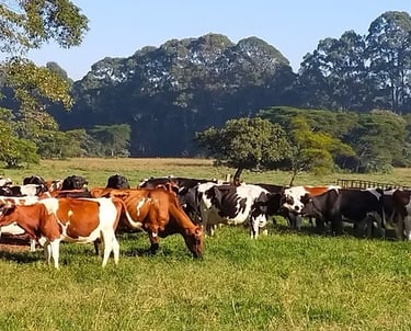 our bulls