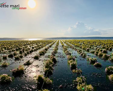 Seaweed farming in alor