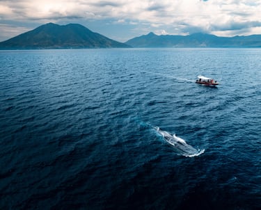 whale watching in alor