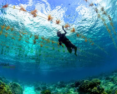Local seaweed farmer taking care of his crop in alor in Kangge island