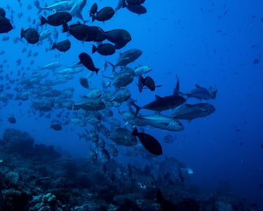A large school of tropical fish swimming over a dark coral reef in deep blue ocean water.