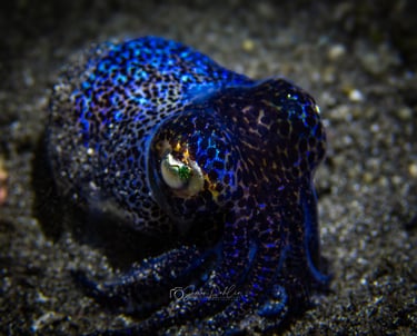 bobtail squid in alor