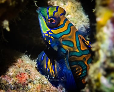 mandarin fish in alor