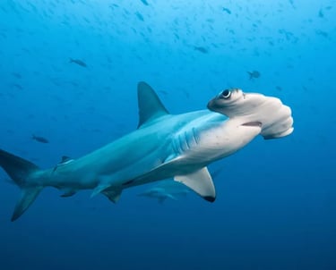 hammerhead shark in alor 